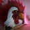 Petit aperçu d’une partie de Hotline Miami 2 : Wrong Number sur PS Vita