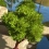 The Witness : par le créateur de Braid, sera 10 fois plus grand