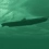 Crash Dive : guerre sous-marine