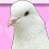 Hatoful Boyfriend : draguez des pigeons sur PS4 et PS Vita