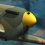 Warbirds 2016 : Pilotez un avion de chasse de la Seconde Guerre