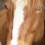 Horse Life 4 : Hue cocotte !