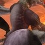Impossible Creatures Steam Edition : créez vos armées mutantes