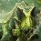 The Isle : jouez un dinosaure sur une île pleine de dinosaures