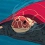 La chronique cinéma de Paf ! : La tortue rouge