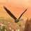 Eagle Flight : J'aurais voulu être un pigeon...