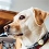 iPuppyGo : un traqueur de chien, de chat... et d'enfants