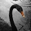 David Gemmell : Chevalier blanc, cygne noir, le livre de l'été