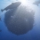 Beyond Blue : plongez dans l'océan grâce à la BBC
