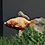 (TEST) Aquarium Designer (PC)