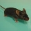 Sondage : Quelle est la marque de votre souris ?