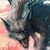(TEST) Wild Hearts