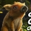 Adorable adventures : Un jeu cozy vient d'être annoncé