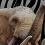 Zoo Simulator à son tour dispo sur PS5