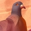 Pigeon, a love story : trouvez l'âme soeur chez les pigeons