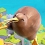 Kiwi Boing, un petit jeu de plateformes 3D