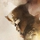  Total War : Three Kingdoms (PC)