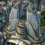  Anno 2070 (PC)