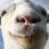  Goat Simulator (PC)